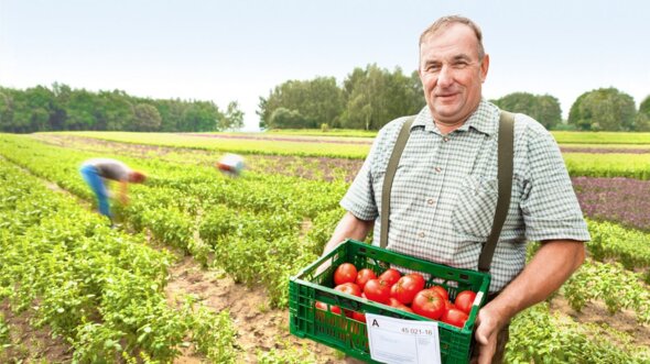 Bauer steht im Feld mit Tomaten 