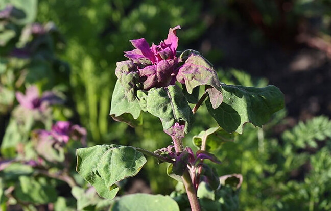 Quinoa Pflanze auf dem Feld